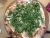 Pizza de rúcula